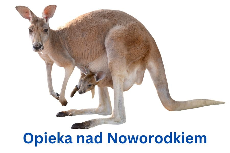 Matka kangurka ze swoim dzieckiem